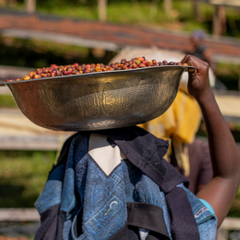 Anaerobic Ireme (Authentic) Gasharu (60Kg/Bag) - 2024 Crop