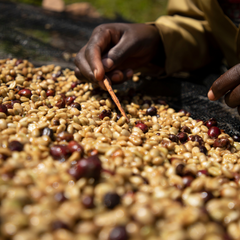 Honey Gasharu (Price/lb) - 2024 Crop