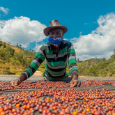 Gasharu Peaberry Natural Grade A1 (Price/lb) - 2024 crop