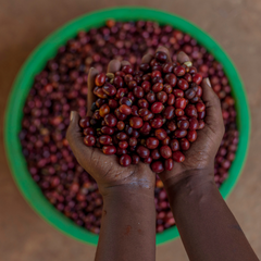 Anaerobic Ireme (Authentic) Gasharu (60Kg/Bag) - 2024 Crop