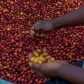 Honey Gasharu (Price/lb) - 2024 Crop