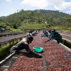 Gasharu Peaberry Natural Grade A1 (60Kg/Bag) - 2025 Crop - AFLOAT