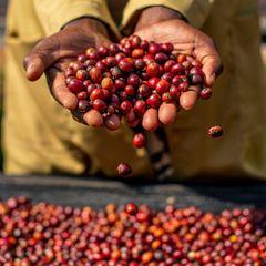 Anaerobic Ireme (Authentic) Gasharu (60Kg/Bag) - 2024 Crop