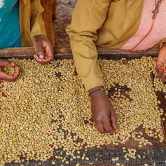 Gasharu Peaberry Fully washed - Grade A1 (60Kg/Bag) - 2024 Crop