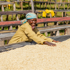 Rugori Washed (Women Grown) Gasharu (60Kg/Bag) - 2024 crop