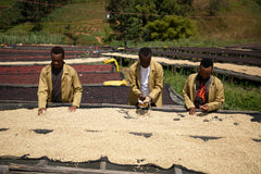 Gasharu Peaberry Fully washed - Grade A1 (60Kg/Bag) - 2024 Crop