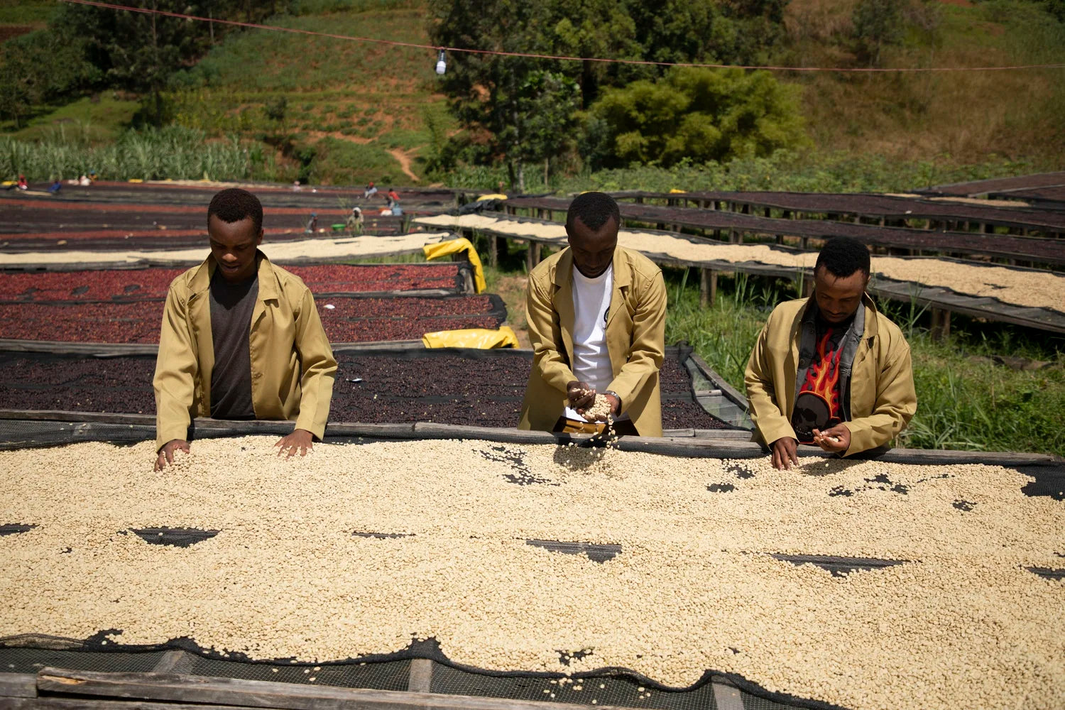 Gasharu Peaberry Fully washed - Grade A1 (60Kg/Bag) -  2025 Crop - AFLOAT