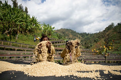 Gasharu Peaberry Fully washed - Grade A1 (60Kg/Bag) -  2025 Crop - AFLOAT